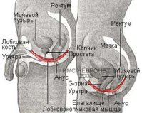 kegel.jpg