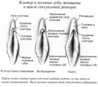 clitoris3.jpg