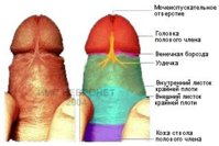 foreskin1.jpg