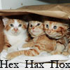 cats8_20070509_1289424582.jpg