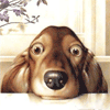 sb.gif