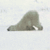 miwka.gif