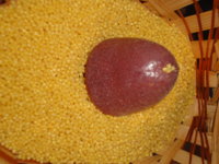 DSC03535.JPG