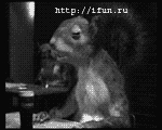 belka.gif