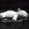 Zzz....gif
