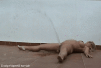 24.gif