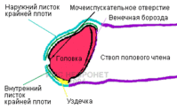 foreskin_anatomy.gif