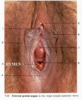 hymen4.jpg