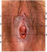 vulva_foto.jpg
