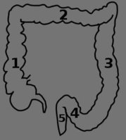 250px_Dickdarm_Schema_svg.jpg
