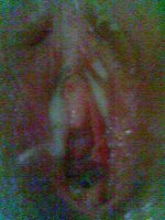 17062007137.jpg