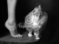 watermark.jpeg