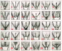 Vulva_Chart.png