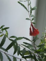 IMG_1547.jpg