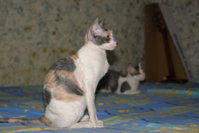 DSC07754_resize.JPG