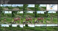 Russian_pising_78.jpg