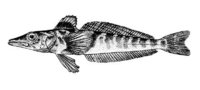 Champsocephalus_gunnari.JPG