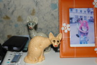 DSC08241.jpg