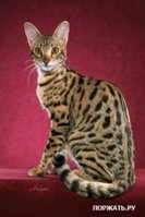 1266250875_savannah-cat.jpg