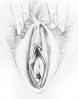 vulva2.jpg