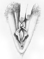 vulva3.jpg