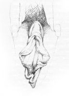 vulva7.jpg
