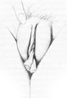 vulva8.jpg
