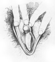 vulva9.jpg