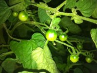 IMG_16621.jpg