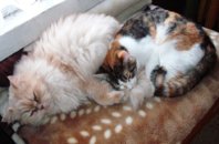 DSCF0779.JPG