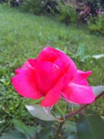 IMG_1715.jpg