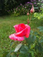 IMG_1716.jpg