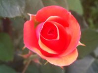 IMG_1795.jpg