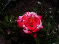 IMG_1881.jpg