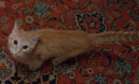 SAM_2188фор.JPG