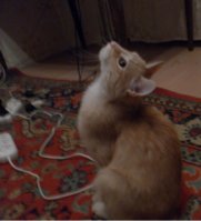 SAM_2198фор.JPG