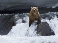1248274373_brown-bear-foraging-for-salmon-kamchatka-russia.jpg