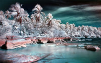 Palm_Colony_by_nxxos.jpg