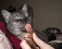 кот и шоколад.jpg