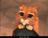 Cat.jpg