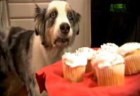 funny dog.jpg
