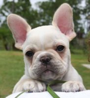 5880_frantsuzskiy_buldog.jpg