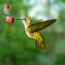kolibri69