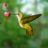kolibri69